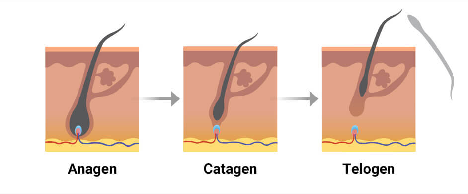 Three hair growth cycles