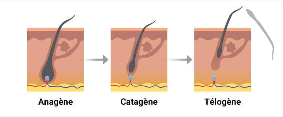 Les 3 cycles de la vie des cheveux